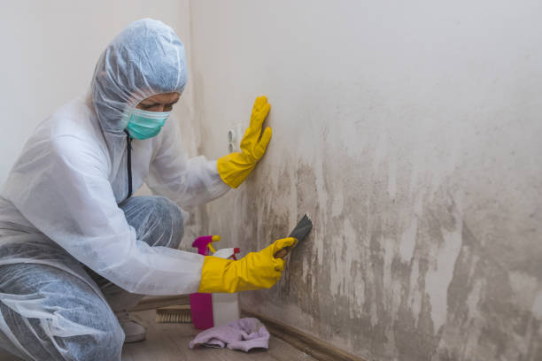 Best Basement Mold Removal  in Whitney, TX